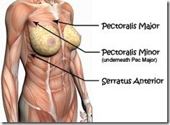 Il muscolo pettorale